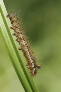 European Moth Species Drucke: Drinker moth (Euthrix potatoria)