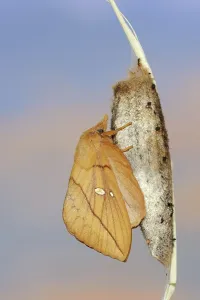 Metamorphosis In Nature Drucke: Drinker moth (Euthrix potatoria)
