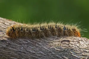 Butterfly Caterpillar Stages Drucke: Drinker moth (Euthrix potatoria)