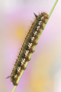European Lepidopteran Insects Drucke: Drinker moth (Euthrix potatoria)