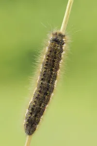 Butterfly Caterpillar Stages Drucke: Drinker moth (Euthrix potatoria)