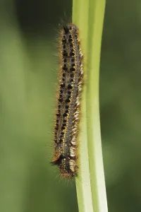 Nature Photography Germany NRW Drucke: Drinker moth (Euthrix potatoria)