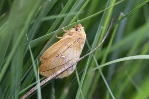 Wildlife In Lower Saxony Germany Drucke: Drinker moth (Euthrix potatoria)