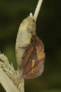 Wildlife In Wales Drucke: Drinker Moth (Euthrix potatoria)
