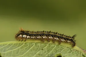 Insect Metamorphosis Images Drucke: Drinker Moth (Euthrix potatoria)