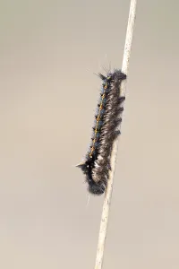 Lepidopteran Insect Life Cycle Drucke: Drinker moth (Euthrix potatoria)