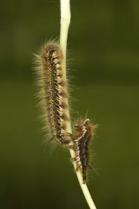 Snout Moth Species Drucke: Drinker Moth (Euthrix potatoria)