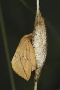 Lepidopteran Insects Europe Drucke: Drinker Moth (Euthrix potatoria)