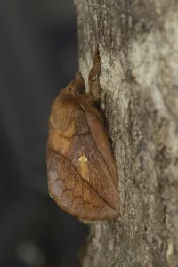 Snout Moth Species Drucke: Drinker Moth (Euthrix potatoria)