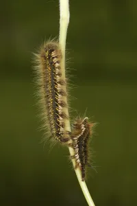 Lepidopteran Metamorphosis Drucke: Drinker Moth (Euthrix potatoria)