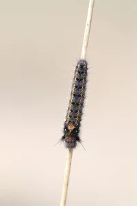 Lepidopteran Wildlife Photography Drucke: Drinker moth (Euthrix potatoria)
