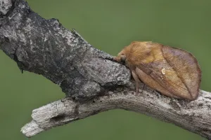 Lepidopteran Fauna Europe Drucke: Drinker moth (Euthrix potatoria)