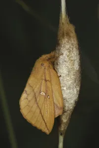 Female Lepidopteran Species Drucke: Drinker Moth (Euthrix potatoria)