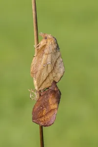 European Lepidopteran Species Drucke: The Drinker moth (Euthrix potatoria)