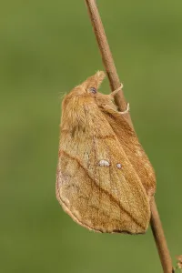 Uninhabited Landscapes Germany Drucke: The Drinker moth (Euthrix potatoria)