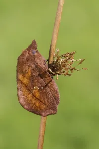 Central European Wildlife Habitat Drucke: The Drinker moth (Euthrix potatoria)