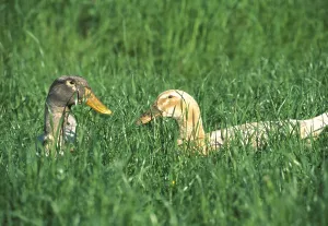 Pair Of Ducks Drucke: Two ducks