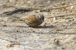Bird Photography Europe Style Drucke: Dunnock
