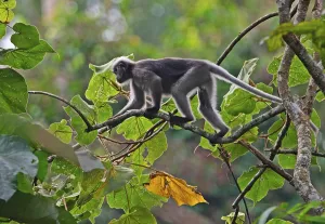 Dusky Leaf dusky leaf monkey (Trachypithecus obscurus)
