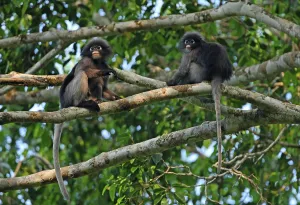 Dusky Leaf dusky leaf monkey (Trachypithecus obscurus)