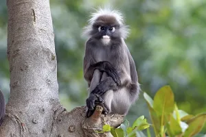 Captive Primate Photography Drucke: Dusky Leaf Monkey or Spectacled Langur (Trachypithecus obscurus)