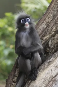 Uninhabited Forest Trees Drucke: Dusky Leaf Monkey, Spectacled Langur (Trachypithecus obscurus)