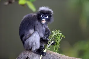 Old World Monkeys Pictures Drucke: Dusky Leaf Monkey or Spectacled Langur (Trachypithecus obscurus)