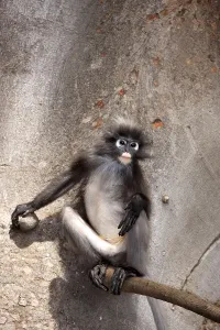 Old World Monkeys Images Drucke: Dusky Leaf Monkey or Spectacled Langur (Trachypithecus obscurus)