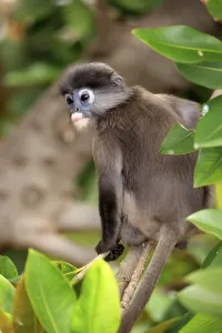 Dusky-Blätteraffe oder Brillenlangur (Trachypithecus obscurus)
