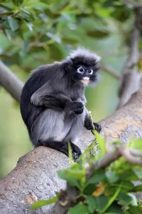Tree Dwelling Mammal Drucke: Dusky Leaf Monkey or Spectacled Langur (Trachypithecus obscurus)