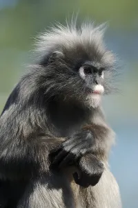 Dusky Leaf Monkey oder Speckengeblätteraffe (Trachypithecus obscurus)