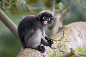 Dusky leaf monkey (Trachypithecus obscurus)
