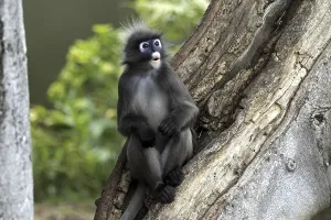 Old World Primates Drucke: Dusky Leaf Monkey (Trachypithecus obscurus)
