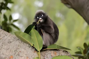 Dusky leaf monkey (Trachypithecus obscurus)