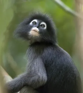 Dusky leaf monkey (Trachypithecus obscurus)