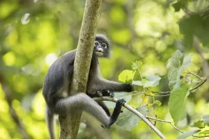 Dusky leaf monkey (Trachypithecus obscurus)