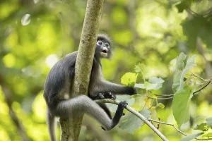 Travel Photography Thailand Drucke: Dusky leaf monkey (Trachypithecus obscurus)