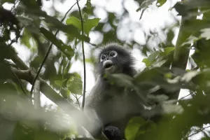 Dusky leaf monkey (Trachypithecus obscurus)
