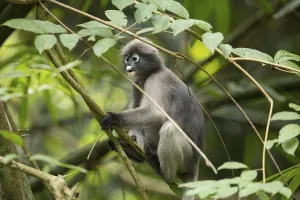 Dusky leaf monkey (Trachypithecus obscurus)