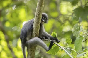 Dusky leaf monkey (Trachypithecus obscurus)