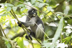 Dusky leaf monkey (Trachypithecus obscurus)