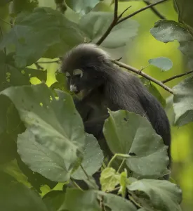 Central Thailand Nature Reserve Drucke: Dusky leaf monkey (Trachypithecus obscurus)
