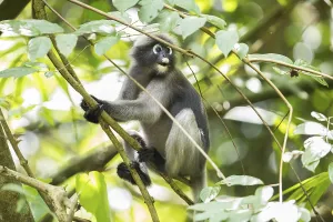 Dusky-Blattmensch (Trachypithecus obscurus)