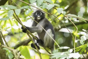 Central Thailand Nature Reserve Drucke: Dusky leaf monkey (Trachypithecus obscurus)