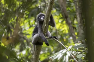 Central Thailand Nature Reserve Drucke: Dusky leaf monkey (Trachypithecus obscurus)