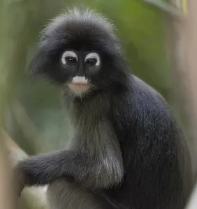 Nature Conservation Area Southeast Asia Drucke: Dusky leaf monkey (Trachypithecus obscurus)