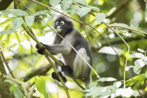 Central Thailand Nature Reserve Drucke: Dusky leaf monkey (Trachypithecus obscurus)