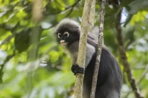 Central Thailand Nature Reserve Drucke: Dusky leaf monkey (Trachypithecus obscurus)
