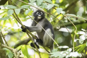 Central Thailand Nature Reserve Drucke: Dusky leaf monkey (Trachypithecus obscurus)
