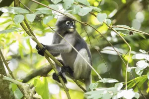 Central Thailand Nature Reserve Drucke: Dusky leaf monkey (Trachypithecus obscurus)